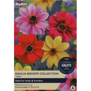 Dahlia Bishops Collection